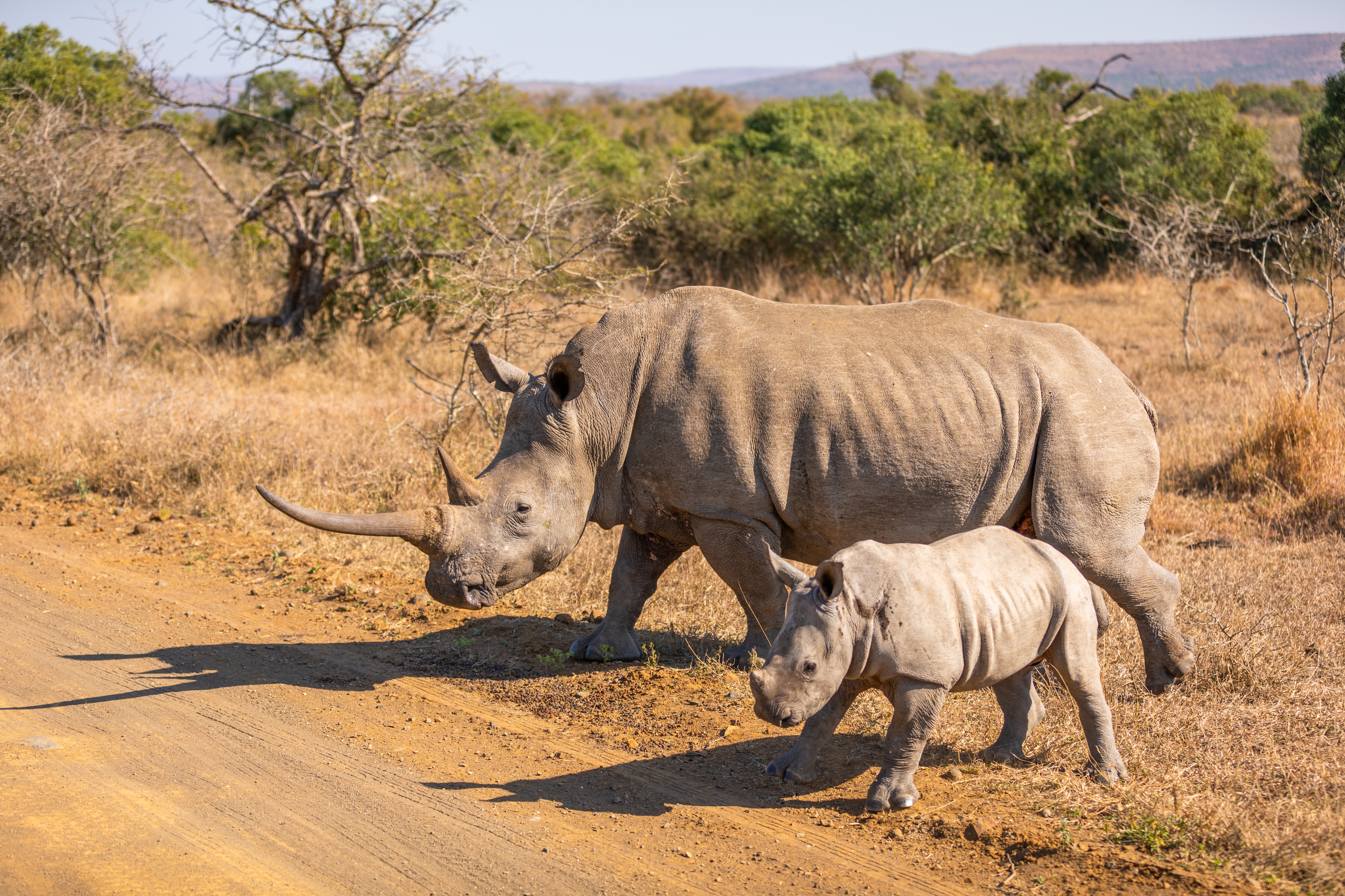 Südafrika: Sternstunden