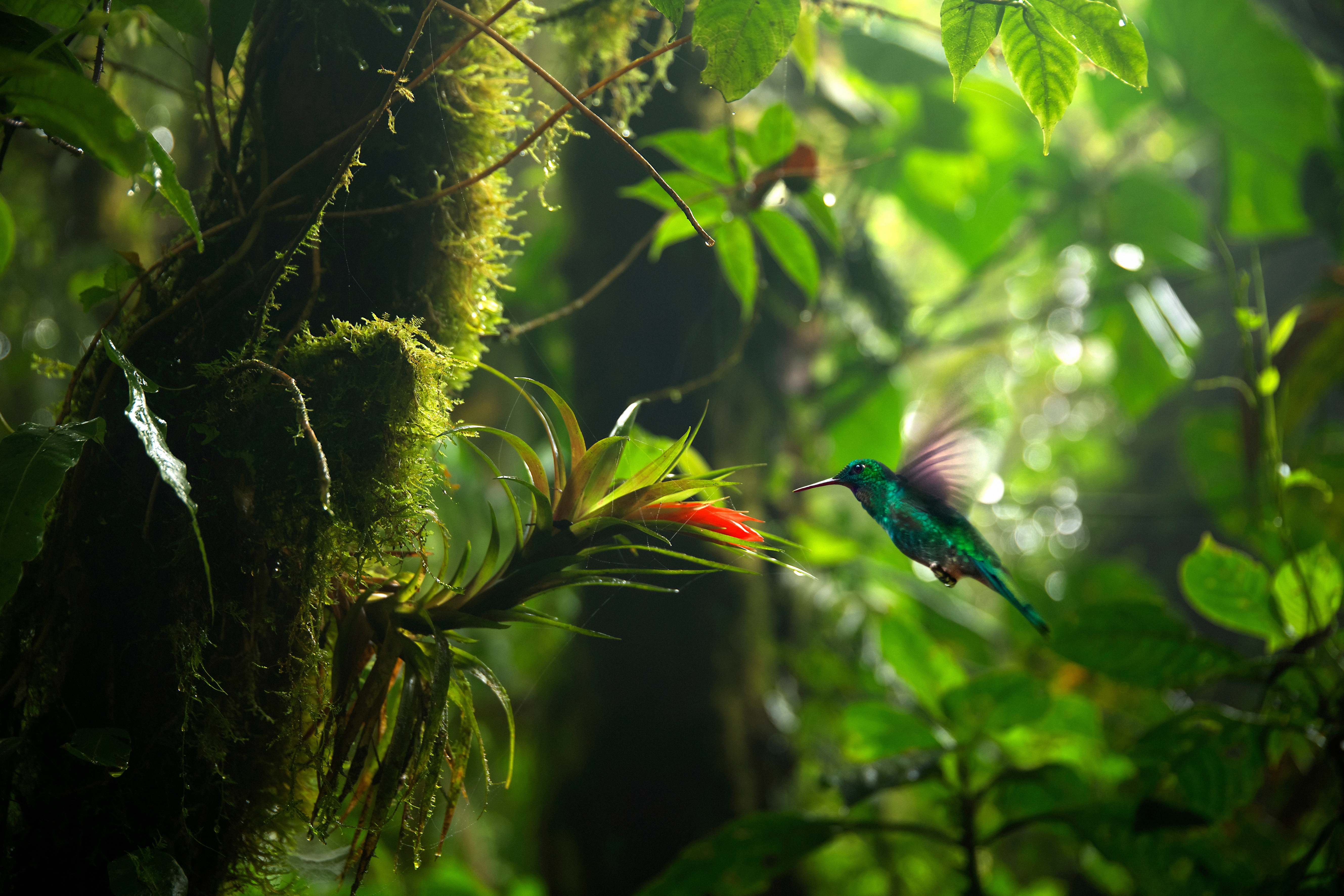 Costa Rica: Höhepunkte