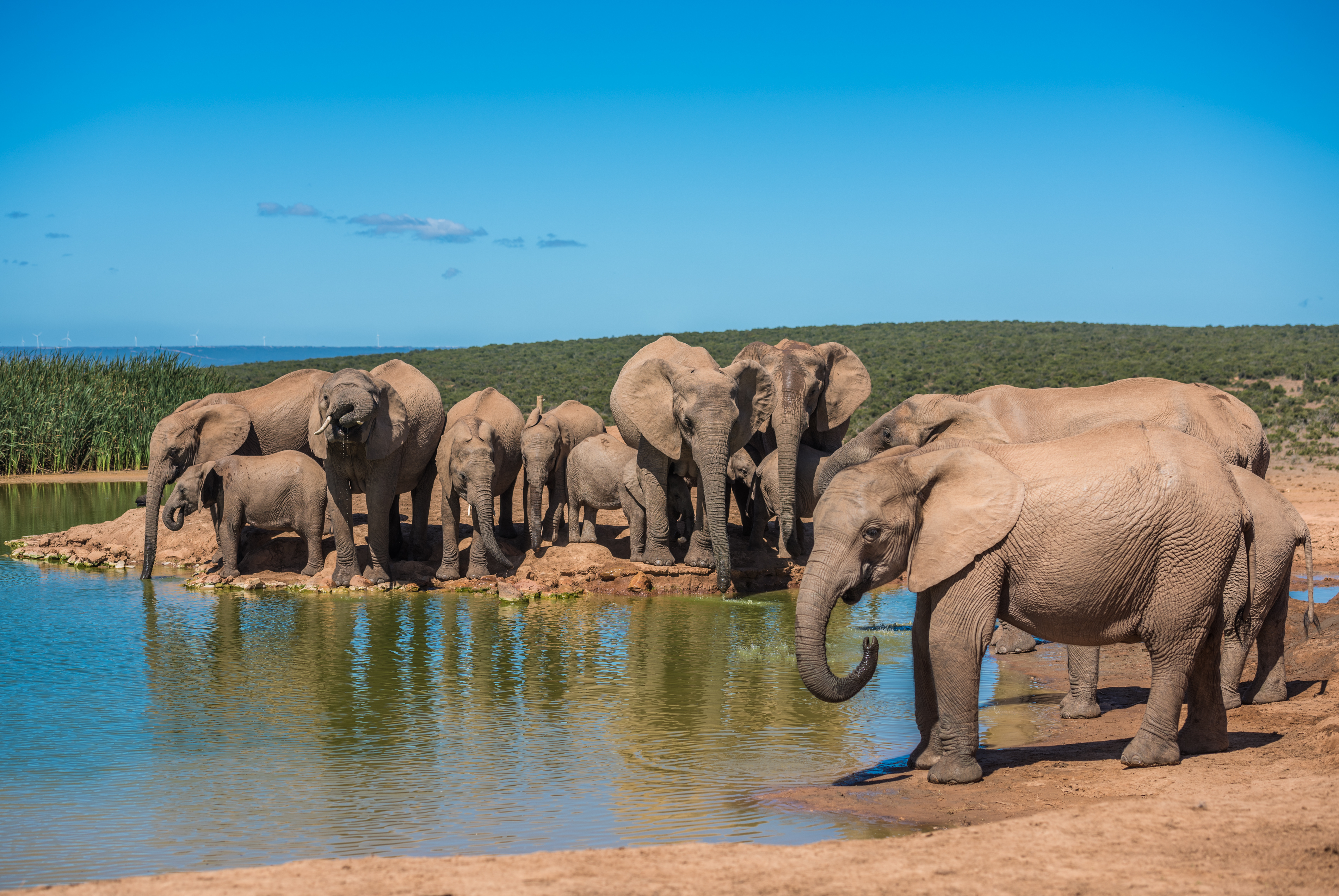 Südafrika: Höhepunkte auf der Gardenroute
